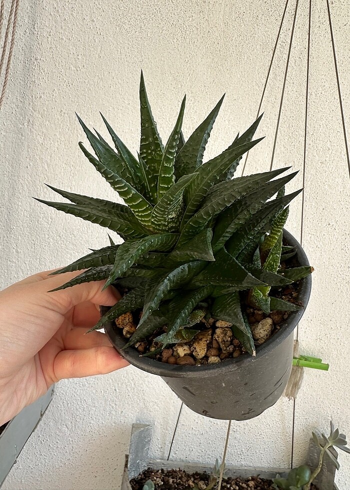 Sukulent - Görsel 3