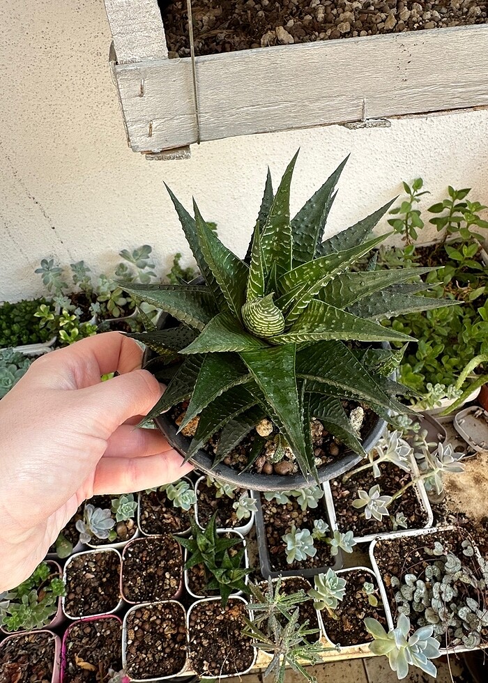 Sukulent - Görsel 5