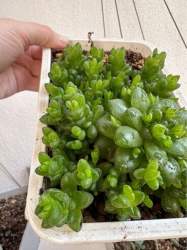 Sukulent - Görsel 3