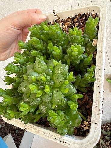 Sukulent - Görsel 2