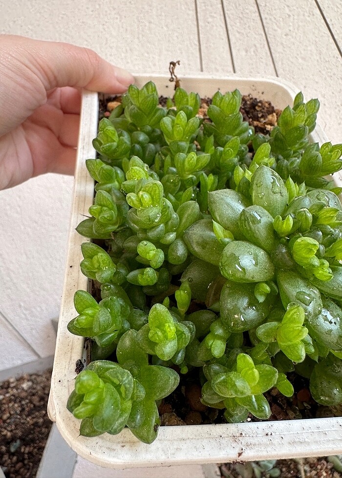 Sukulent - Görsel 3