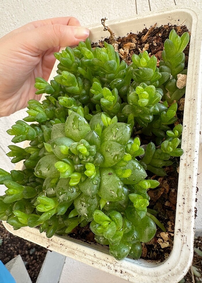 Sukulent - Görsel 2