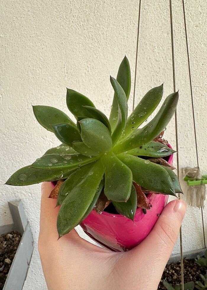 Sukulent - Görsel 2