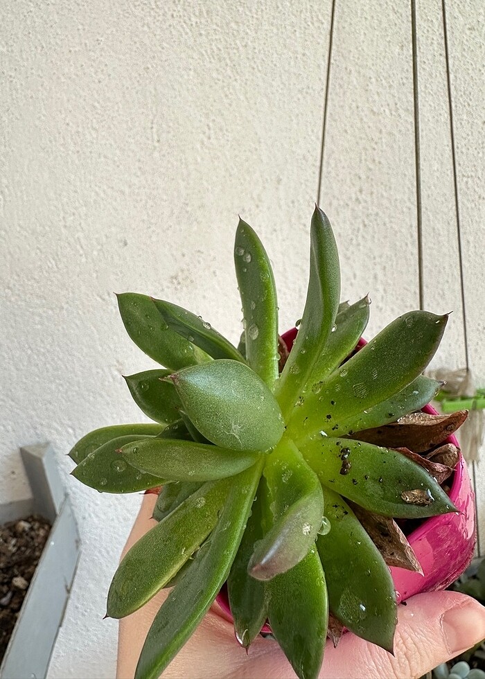 Sukulent - Görsel 3