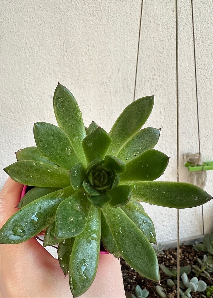 Sukulent - Görsel 4