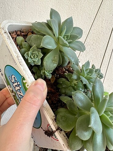 Sukulent - Görsel 5