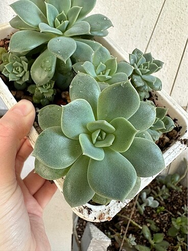Sukulent - Görsel 8