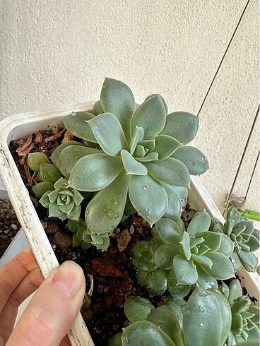 Sukulent - Görsel 6