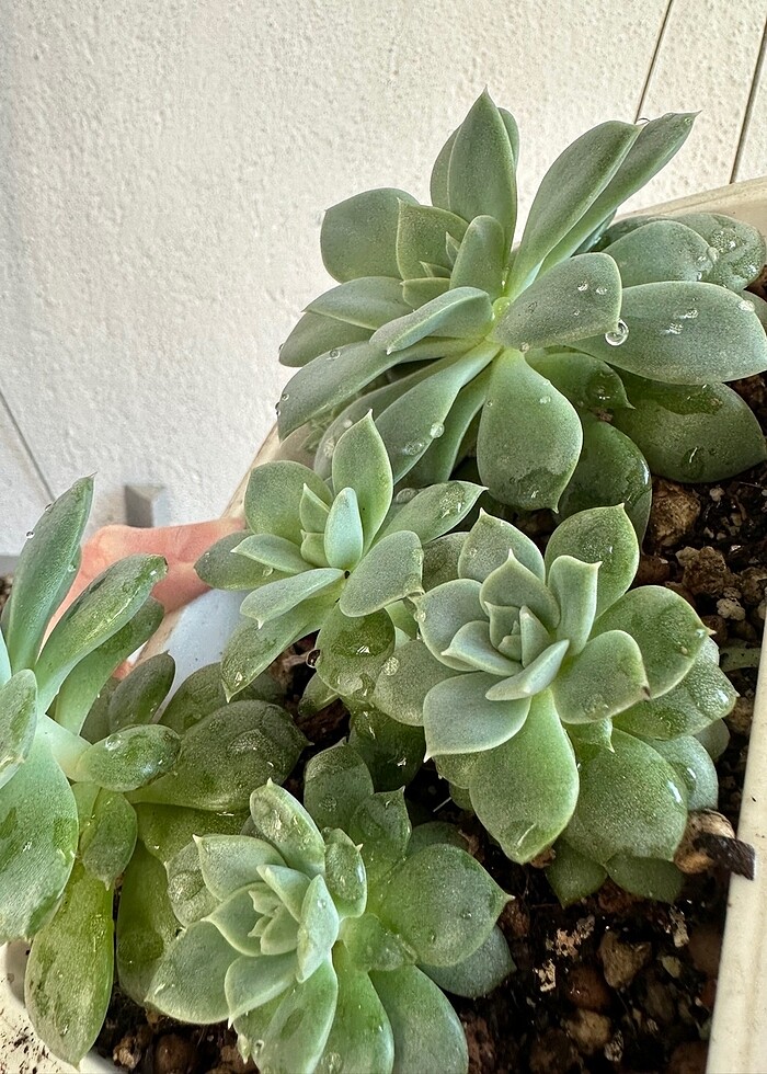 Sukulent - Görsel 2