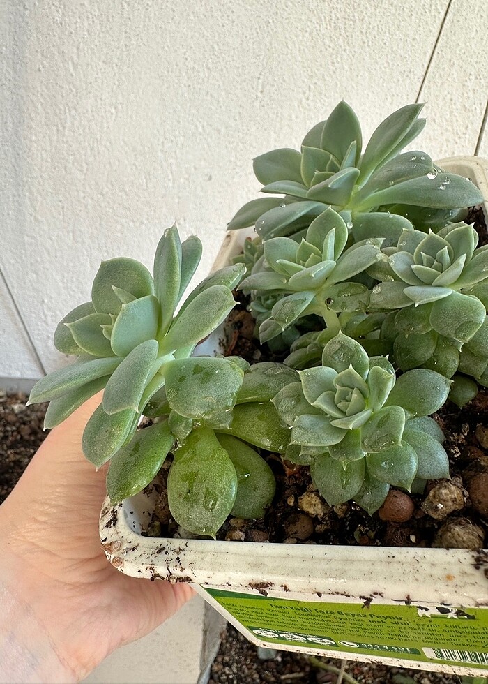 Sukulent - Görsel 3