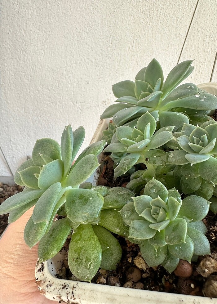 Sukulent - Görsel 4