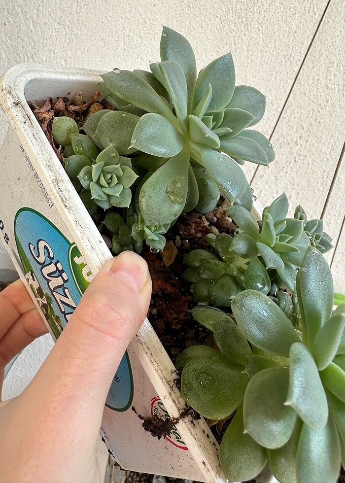 Sukulent - Görsel 5