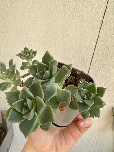 Sukulent - Görsel 3