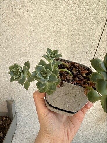 Sukulent - Görsel 4