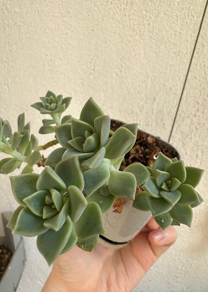Sukulent - Görsel 3