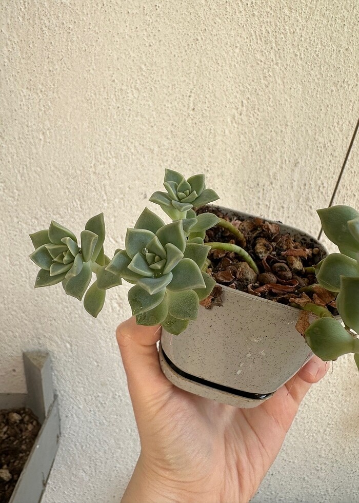 Sukulent - Görsel 4