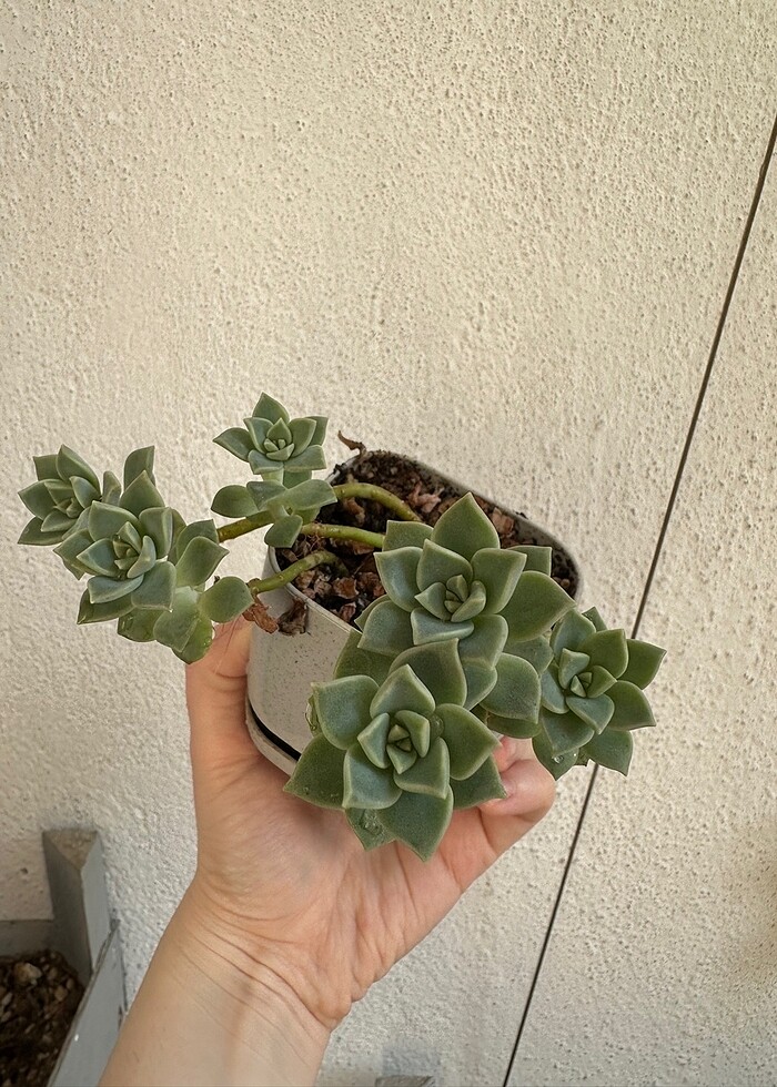 Sukulent - Görsel 2