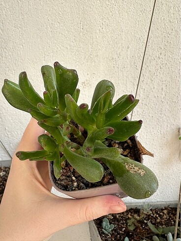 Sukulent - Görsel 2