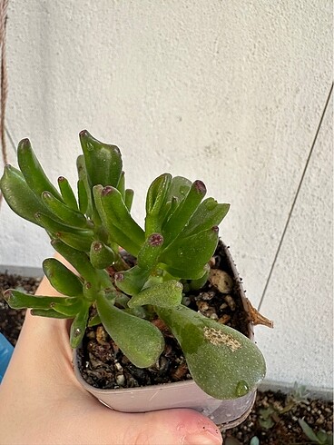 Sukulent - Görsel 4