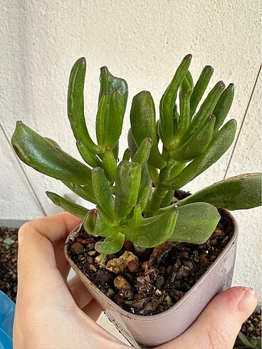 Sukulent - Görsel 3