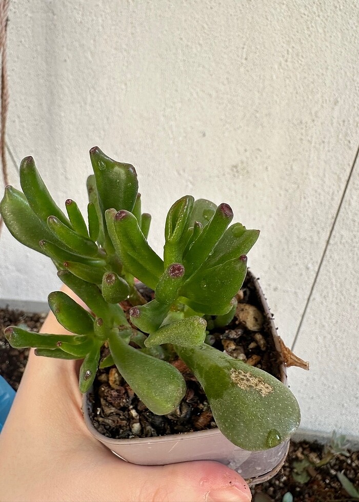 Sukulent - Görsel 4