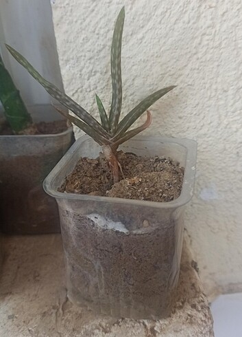 Aloe Vera 