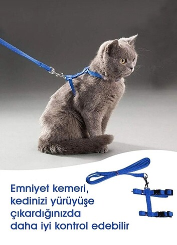 Turuncu tasma