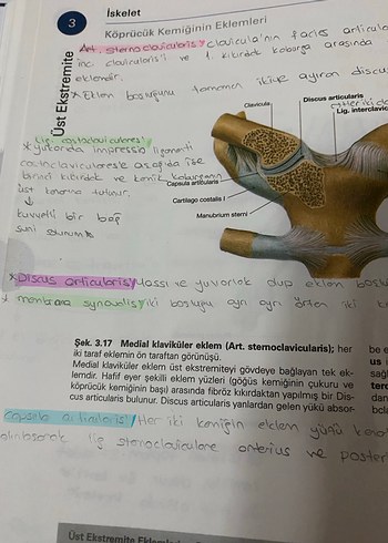 Sobotta anatomi atlası - Görsel 5