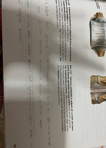 Sobotta anatomi atlası - Görsel 2