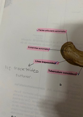 Sobotta anatomi atlası - Görsel 4