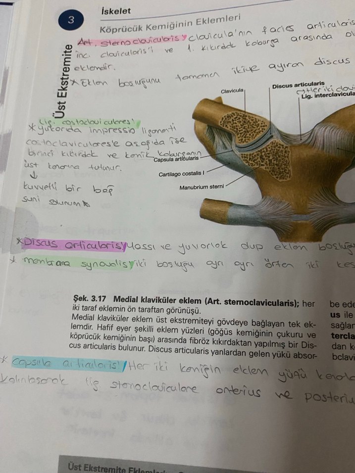 Sobotta anatomi atlası - Görsel 5