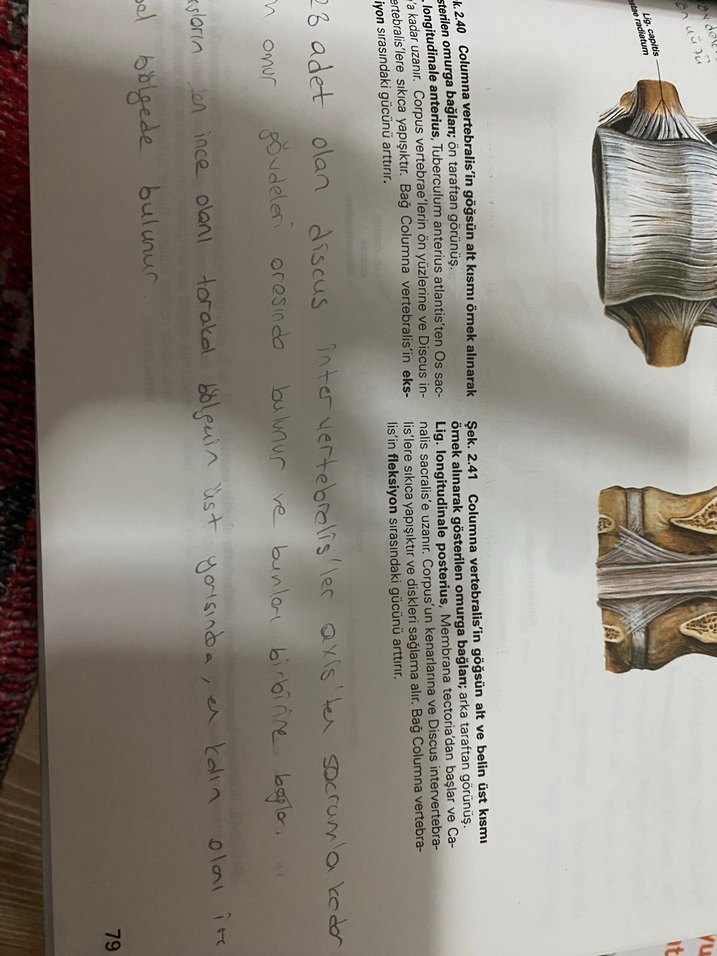 Sobotta anatomi atlası - Görsel 2