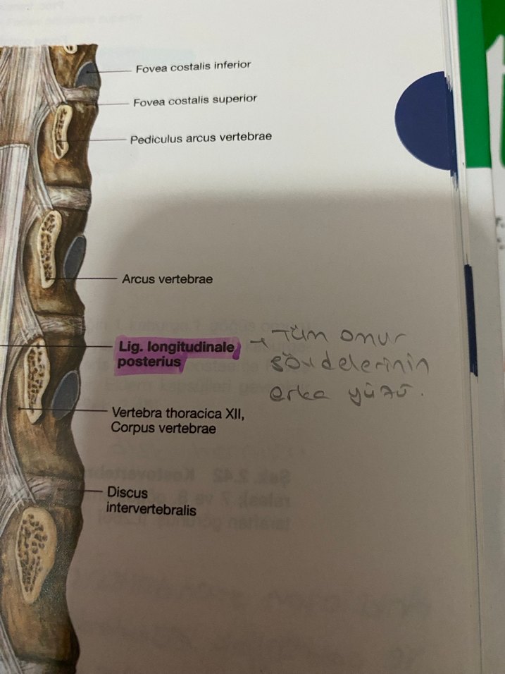 Sobotta anatomi atlası - Görsel 3