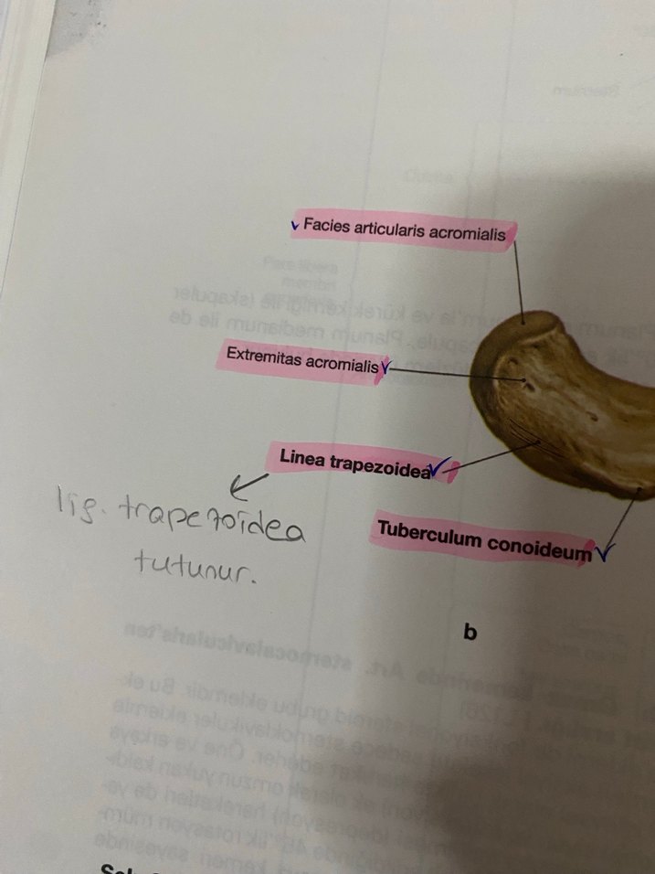 Sobotta anatomi atlası - Görsel 4