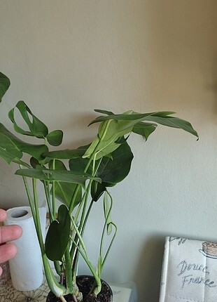 Monstera 