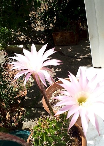 Pastel Pembe Ev Dekoratif Çiçek kaktüs - Görsel 2