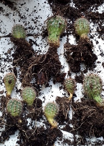 Pastel Pembe Ev Dekoratif Çiçek kaktüs - Görsel 3