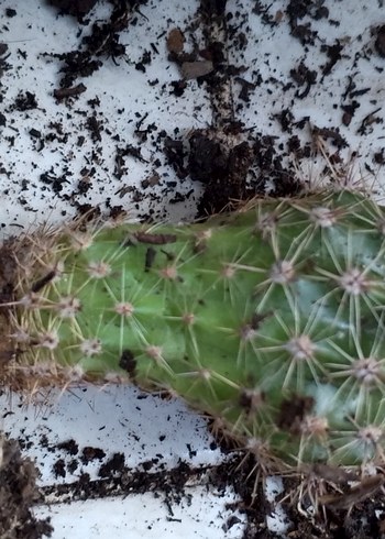 Pastel Pembe Ev Dekoratif Çiçek kaktüs - Görsel 6