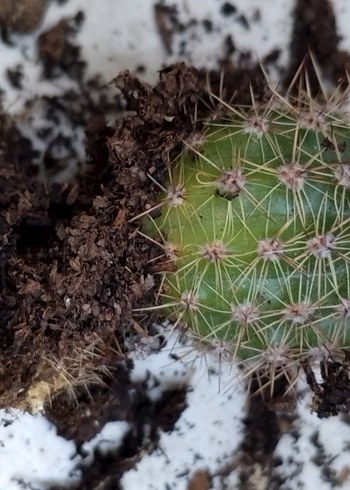 Pastel Pembe Ev Dekoratif Çiçek kaktüs - Görsel 5