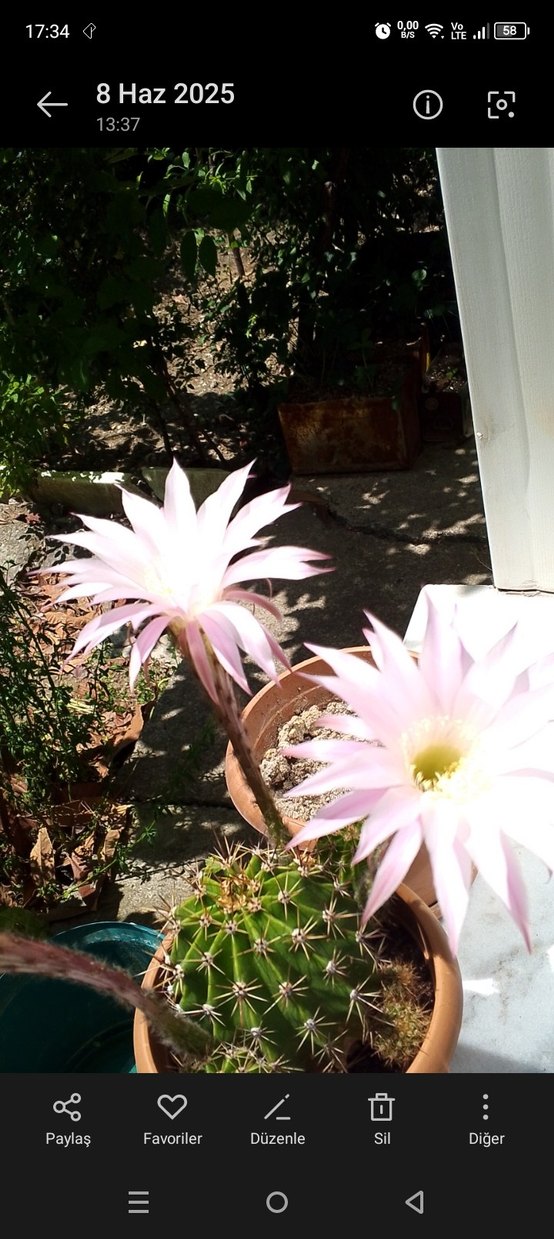 Pastel Pembe Ev Dekoratif Çiçek kaktüs - Görsel 2