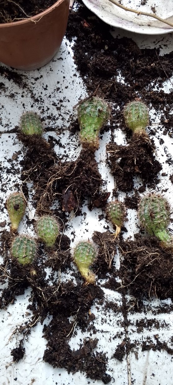 Pastel Pembe Ev Dekoratif Çiçek kaktüs - Görsel 3