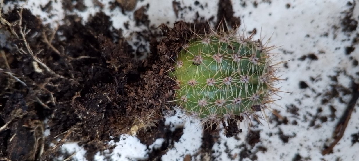 Pastel Pembe Ev Dekoratif Çiçek kaktüs - Görsel 5