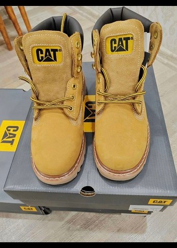 Cat 40