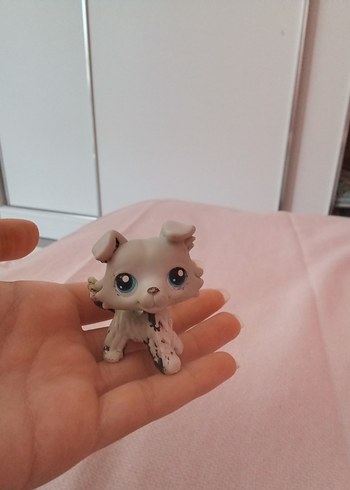  Beden Renk lps collie miniş