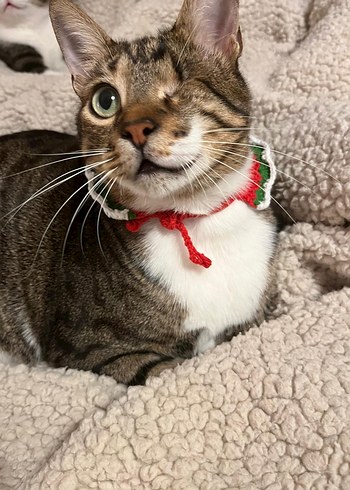 Nakışlı kedi tasması - Görsel 4