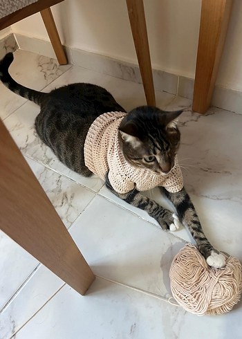 Gri Örgü Kedi Süveteri - Görsel 2