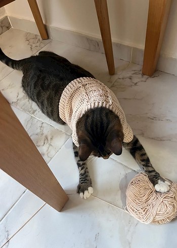 Gri Örgü Kedi Süveteri - Görsel 3