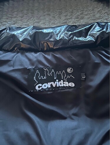 l Beden corvidae puffer