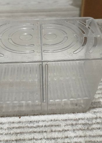 akvaryum yavruluk - Görsel 3