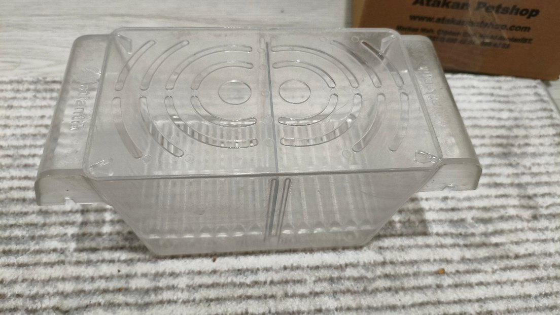 akvaryum yavruluk - Görsel 4